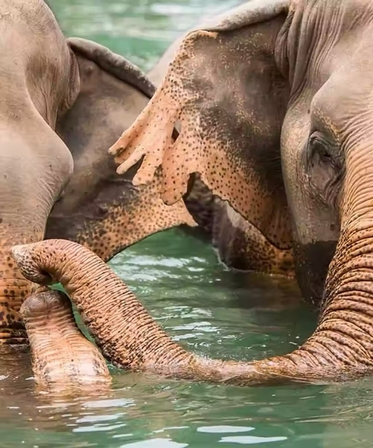 Elephants bathing at an ethical Samui sanctuary